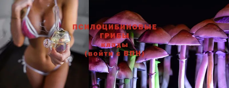 где можно купить   Грязовец  Псилоцибиновые грибы Cubensis 